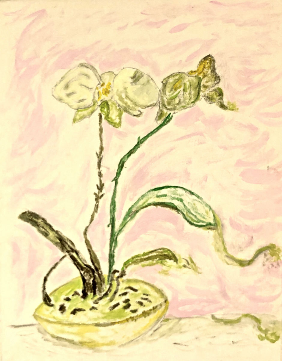 Butterfly Orchid - Francis